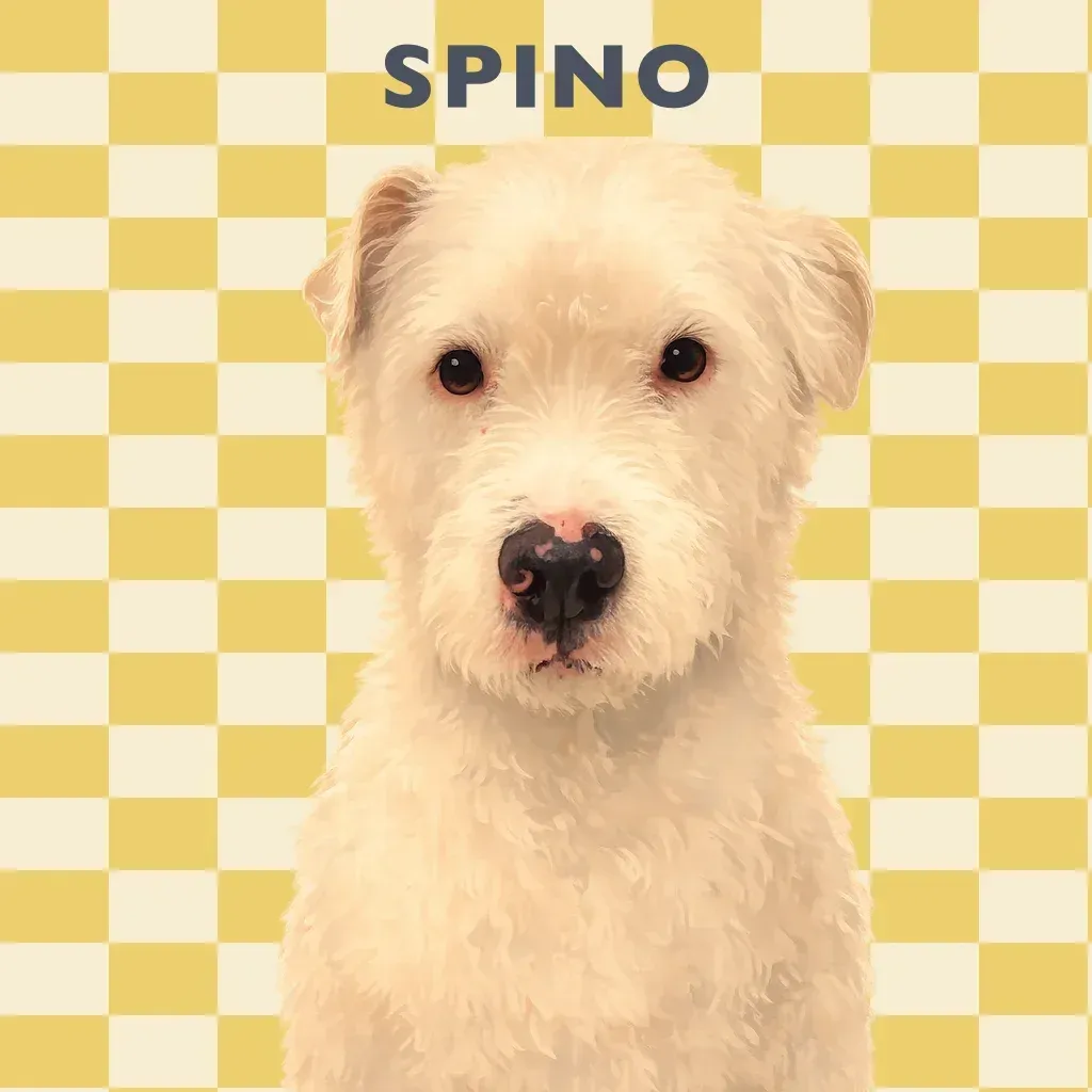 Spino
